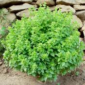 Basil Bush -Herb Seeds - D Plant Horticulture image