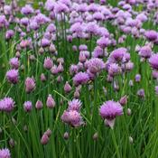 Chives - Herb Seeds - D Plant Horticulture image