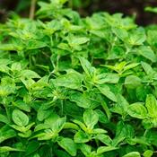 Oregano - Herb Seeds - D Plant Horticulture image