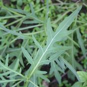 Rocket - Herb Seeds - D Plant Horticulture image