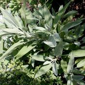 Sage - Herb Seeds - D Plant Horticulture image