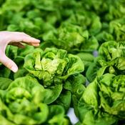 Lettuce - All The Year Round - D Plant Horticulture image