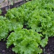 Lettuce - Salad Bowl - D Plant Horticulture image