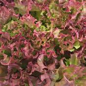 Lettuce - Lollo Rossa - D Plant Horticulture image