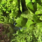 Lettuce Mix - Iceberg/Cos/Butterhead - D Plant Horticulture image
