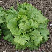 Lettuce - Webbs Wonderful - D Plant Horticulture image