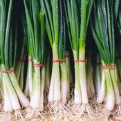 Salad Onion - White Lisbon Winter Hardy - D Plant Horticulture image