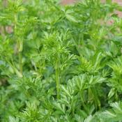Parsley - Plain Leaved 2 - D Plant Horticulture image