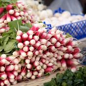Radish - French Breakfast 3 - D Plant Horticulture image