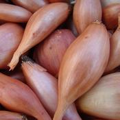 Shallot - Zebrune - D Plant Horticulture image