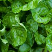 Perpetual Spinach - Leaf Beet - D Plant Horticulture image