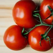 Tomato - Ailsa Craig - D Plant Horticulture image