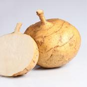 Turnip - Golden Ball - D Plant Horticulture image