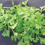 Speedy Veg - Cress Greek - D Plant Horticulture image