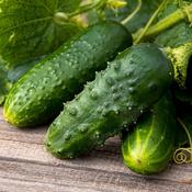 Fun To Grow - Cucumber Crocodile - D Plant Horticulture
