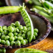 Pea - Hurst Green Shaft - D Plant Horticulture image