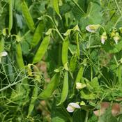 Pea - Oregon Sugar Pod (Mangetout) - D Plant Horticulture image
