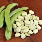 Broad Bean - De Monica - D Plant Horticulture image