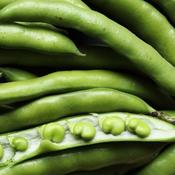 Broad Bean - Giant Exhibition Longpod - D Plant Horticulture image