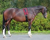QHP Lungeing Training System