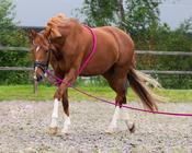 QHP Lungeing Aid
