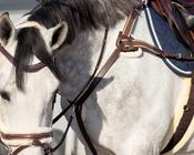 QHP Breastplate Ontario