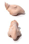 PXP Latex Elf Ears - Witch Nose Prosthetic | Dublin Body Paint