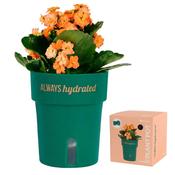 Fisura "Always Hydrated" Self-Watering Plant Pot – Teal Novelty Gift (HGA2621502) - Duiske Glass Kilkenny image