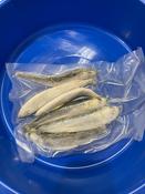 DeadBait Frozen Herring