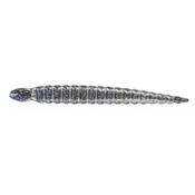 Keitech Custom Leech 3" 7.5cm Pro Blue Shiner 305C