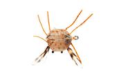 Fulling Mill Flexo Crab Tan Weedless Flies