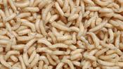 Maggots Mix/Red/White 0.5pint