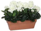 GERANIUM WHITE IN BALCONY TRAY TERRA - L39XW13XH40 | EDEL1044335