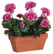 GERANIUM PURPLE IN BALCONY TRAY TERRA | EDEL1046053