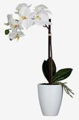 PHALAENOPSIS IN POT  | EDEL1062961