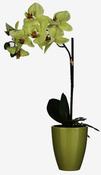 PHALAENOPSIS IN POT  | EDEL1062962 image
