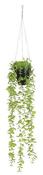 EUCALYPTUS HANGING IN POT GREEN  | EDEL1083464