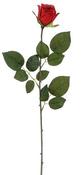 ROSE VENUS RED -  | EDEL1131904 image
