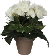 BEGONIA WHITE IN POT ARTIFICIAL | EDEL977008