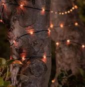 SNOWDROP SOLAR USB LIGHTS | SC2223 image