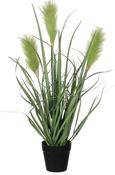 REED GRASS IN POT 53CM | EDEL1005556