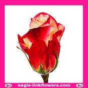 Alison – Premium Roses - 40cm image