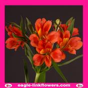 Alstroemeria Orange - 70cm