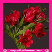 Alstroemeria Red - 70cm