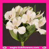 Alstroemeria White - 70cm