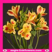 Alstroemeria Yellow - 70cm