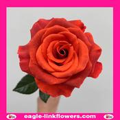 Amaretto - Garden Roses - 60cm image