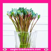 Anigozanthos Celebration Fireworks - 70cm