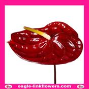 Anthurium Brown - 60cm