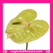 Anthurium Green - 60cm